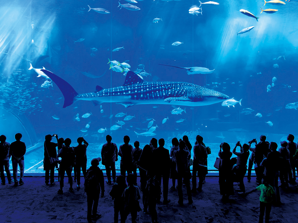 北部 沖縄美ら海水族館